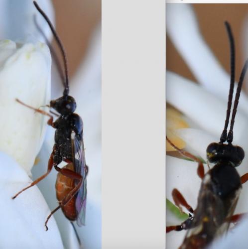 Cryptinae